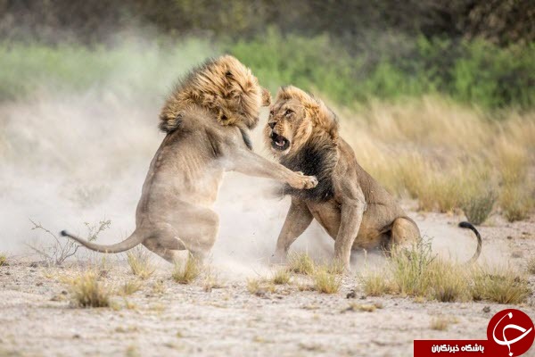 نبرد خونین دو شیر نر در عکس روز نشنال جئوگرافیک