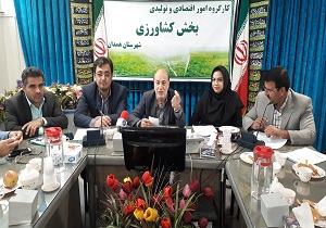 بارش های بهاری به کمک تولید گندم استان همدان آمد