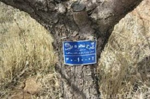 اختصاص بیش از ۲ هزارو ۷۰۰ درخت ساوه به نیازمندان