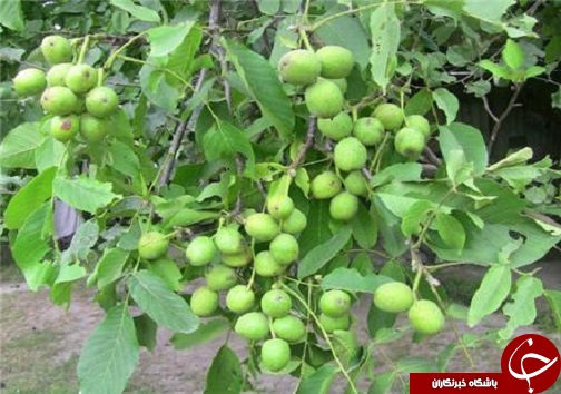 معرفی ارقام اصلاح شده میوه ها