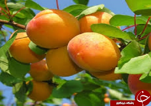 معرفی ارقام اصلاح شده میوه ها
