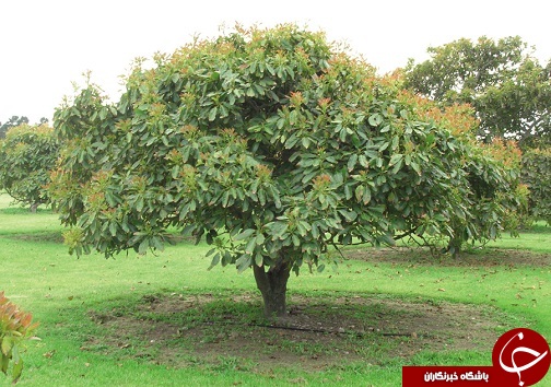 معرفی ارقام اصلاح شده میوه ها