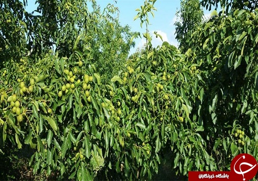 معرفی ارقام اصلاح شده میوه ها