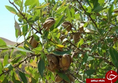 معرفی ارقام اصلاح شده میوه ها