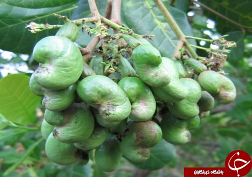 معرفی ارقام اصلاح شده میوه ها