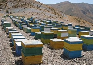 فعالیت ۶۱۸ کلنی زنبور عسل در شهرستان درمیان
