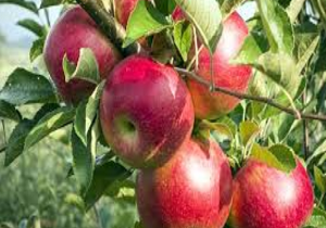 کاهش ۷۰ درصدی تولید سیب در مهاباد