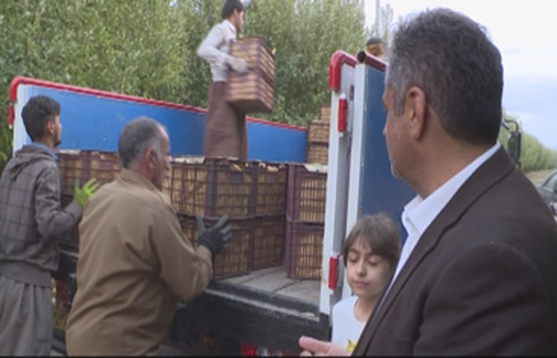 تلألو سیب در بهشت سیب ایران