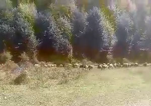 فیلمی از طبیعت جذاب در روستای محمدآبادکتول