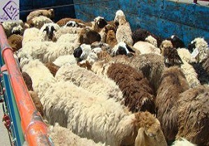 کشف ۴۷ راس دام فاقد مجوز حمل در استان قزوین