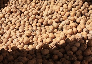 سه تن گردوی قاچاق درشهرستان سروآباد کشف و ضبط شد