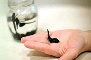 ساخت كِرِم آرايشی بهداشتی زالو ازسوی  محققان دانشگاه كاشان