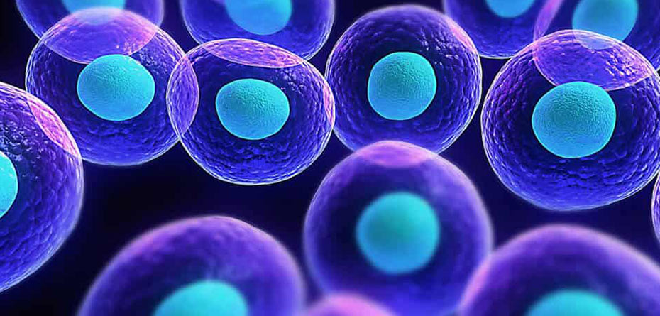ویتامین C چه تاثیری بر سلول‌های عصبی بنیادی دارد؟