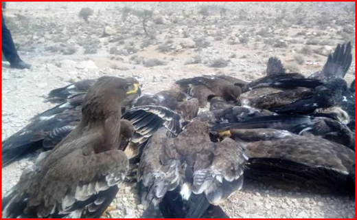 حکم ۱۵ نفر از اخلالگران هپکو صادر شد/بازداشت رئیس سازمان صنعت و معدن خراسان شمالی /مسیری کوتاه به بزرگترین بندر تجاری جهان است /احکام سبز جایگزینی برای حبس