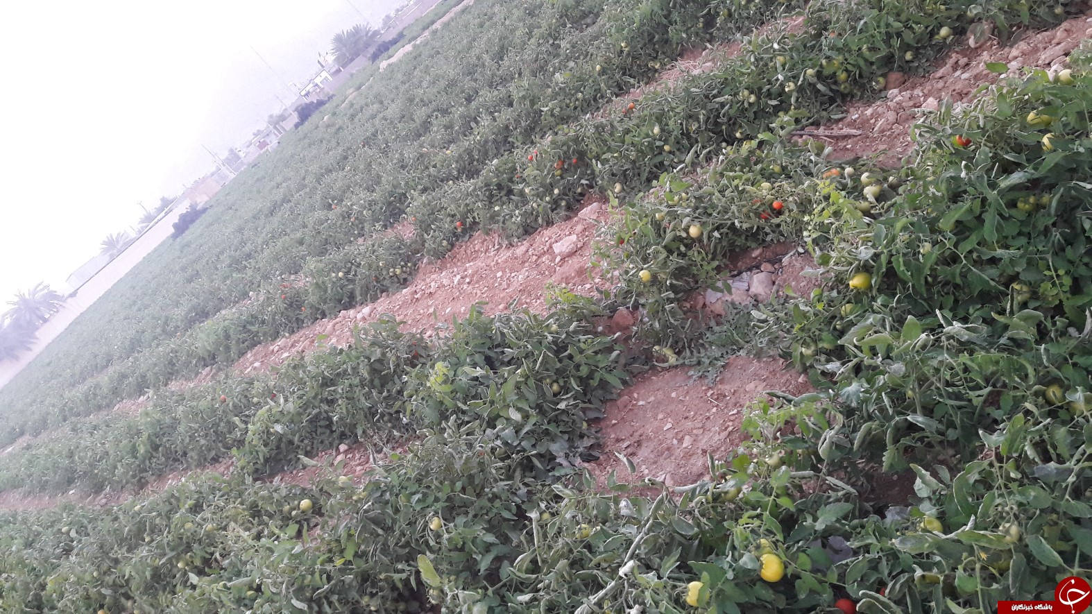 برداشت گوجه خارج از فصل بخش ارم دشتستان(عکس)