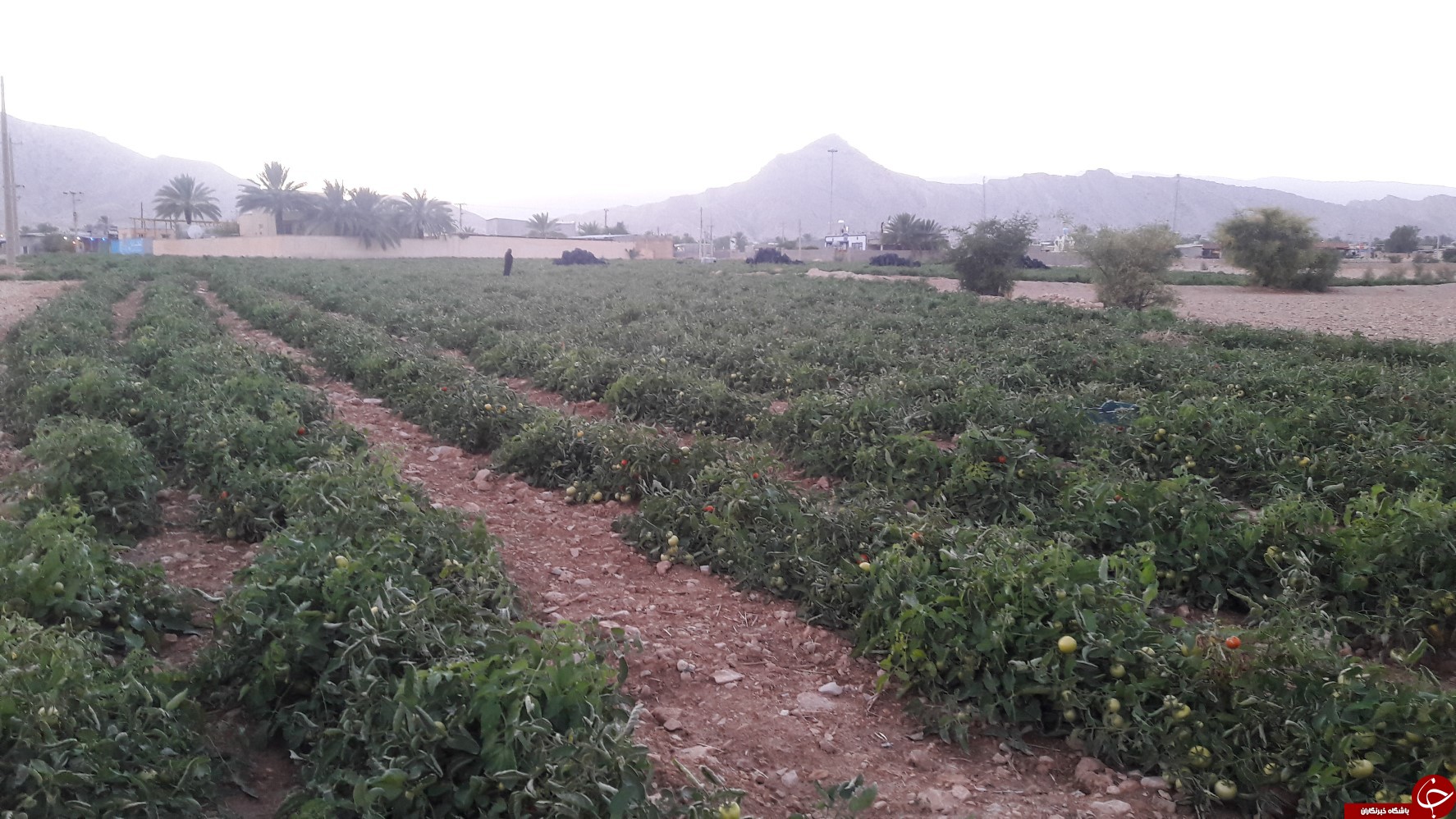 برداشت گوجه خارج از فصل بخش ارم دشتستان(عکس)