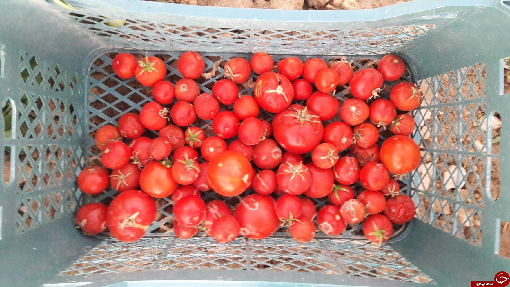 برداشت گوجه خارج از فصل بخش ارم دشتستان(عکس)