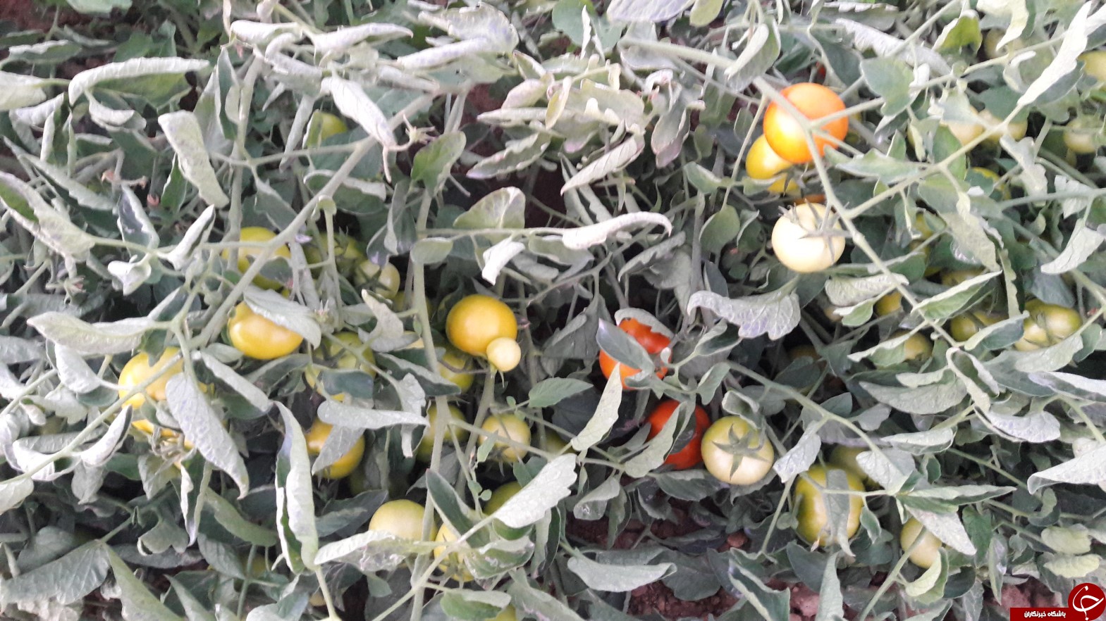 برداشت گوجه خارج از فصل بخش ارم دشتستان(عکس)