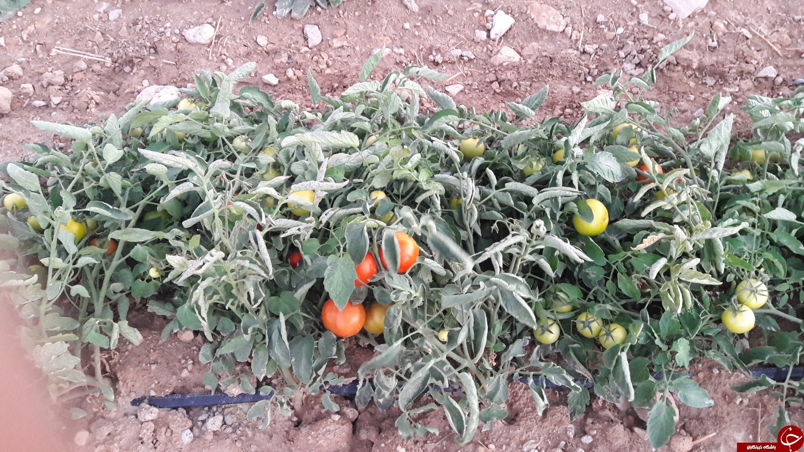برداشت گوجه خارج از فصل بخش ارم دشتستان(عکس)