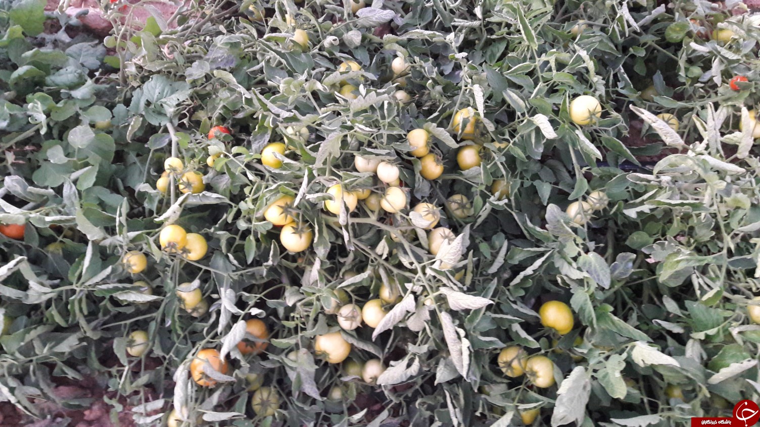 برداشت گوجه خارج از فصل بخش ارم دشتستان(عکس)
