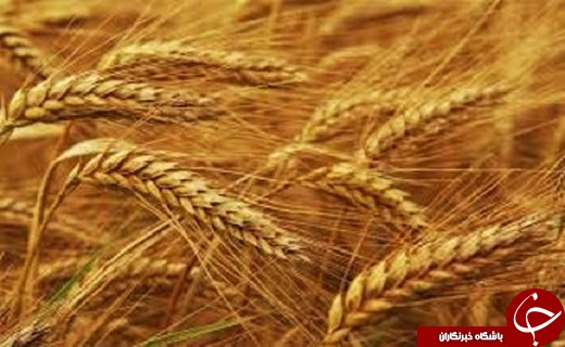 از درگیری کشاورزان با فروش محصولاتی مرغوب تاسیلو&zwnj;هایی که ۱۵۰ هزار تن گندم داخلی را در دل خود جای داده&zwnj;اند + فیلم
