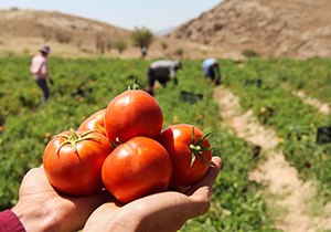 برداشت ۸۵۰ هزار تن گوجه فرنگی در فارس