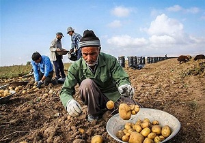 صادرات سیب‌زمینی اردبیل از سر گرفته شود