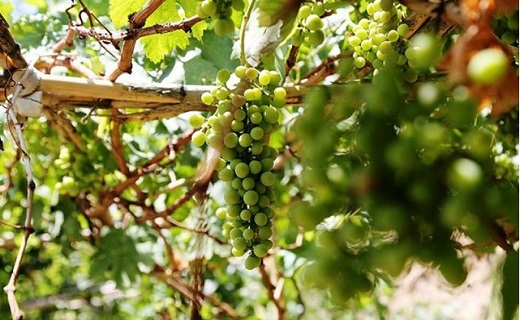 صادرات کنسانتره انگور از شاهرود به روسیه