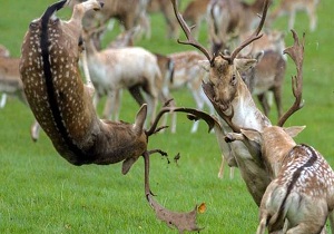 حمله گوزن به پارک بان‌ها ۲ کشته و زخمی بر جای گذاشت