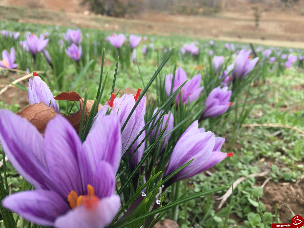 آغاز برداشت زعفران در روستای سیب چال + فیلم و تصاویر آغاز برداشت زعفران در روستای سیب چال + فیلم و تصاویر