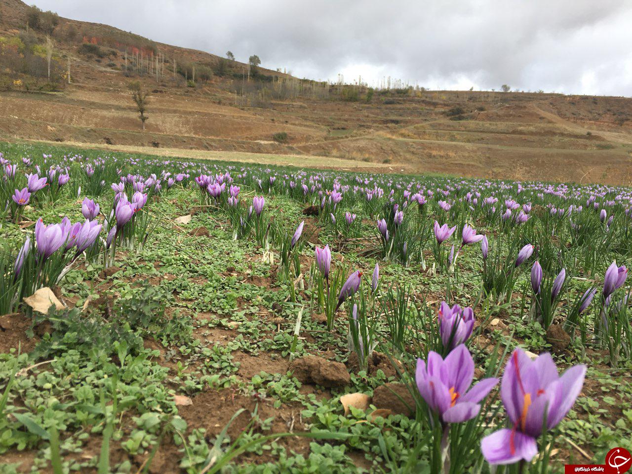 آغاز برداشت زعفران در روستای سیب چال + فیلم و تصاویر آغاز برداشت زعفران در روستای سیب چال + فیلم و تصاویر