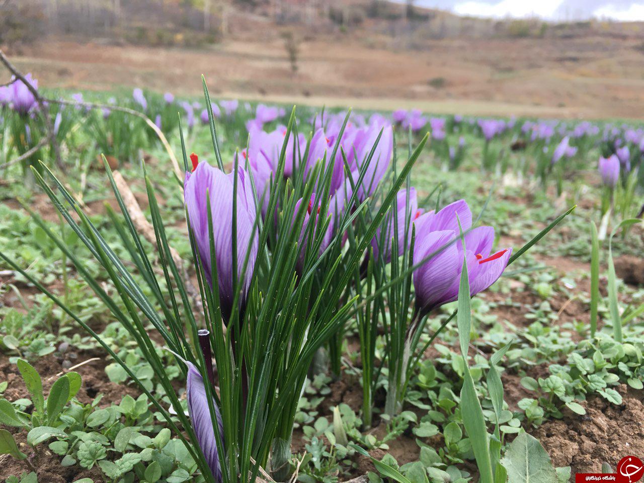 آغاز برداشت زعفران در روستای سیب چال + فیلم و تصاویر آغاز برداشت زعفران در روستای سیب چال + فیلم و تصاویر