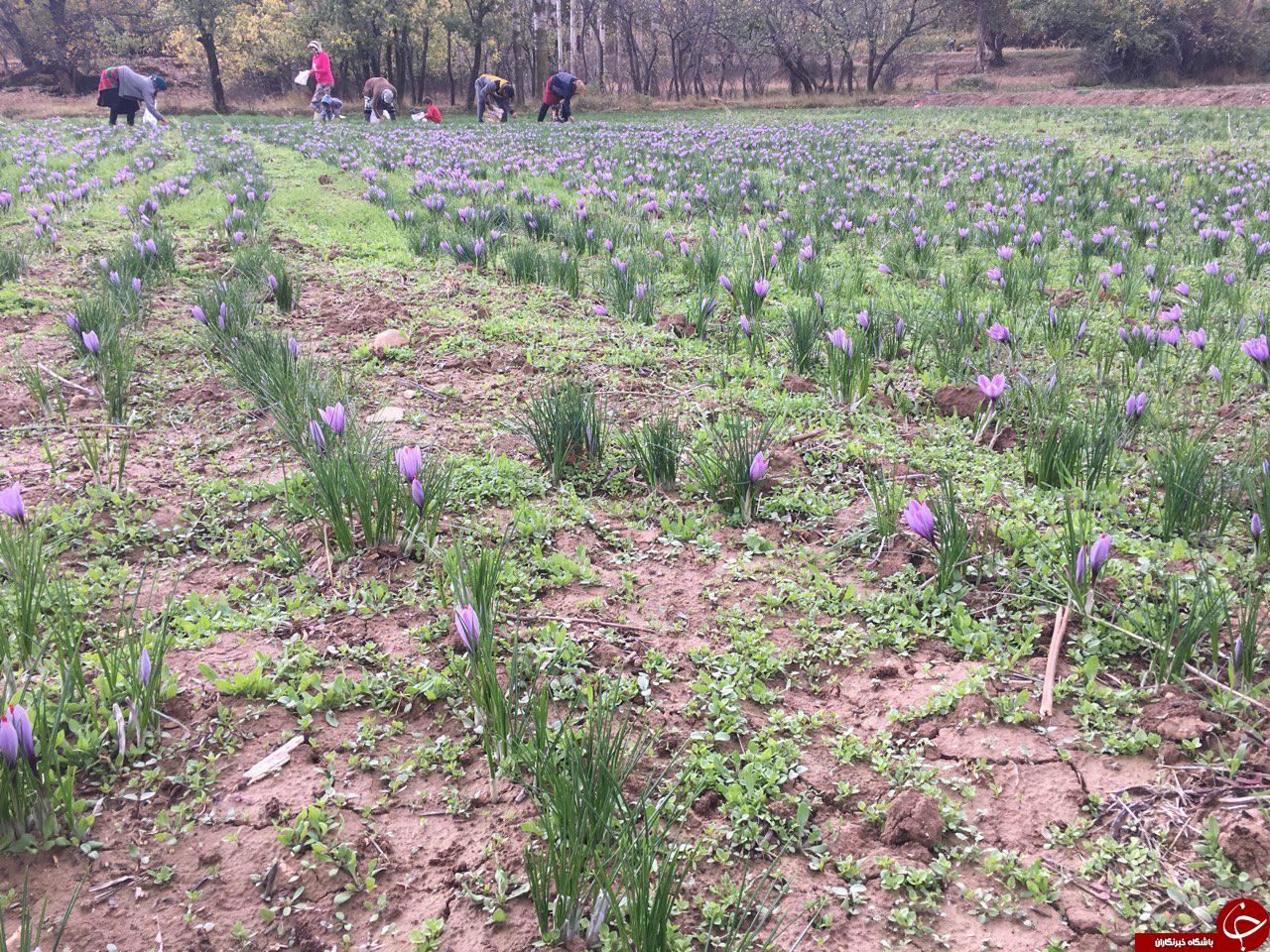 آغاز برداشت زعفران در روستای سیب چال + فیلم و تصاویر آغاز برداشت زعفران در روستای سیب چال + فیلم و تصاویر