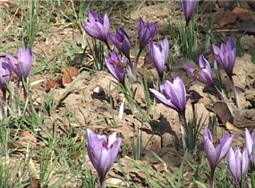 آغاز برداشت طلای سرخ در گلپایگان