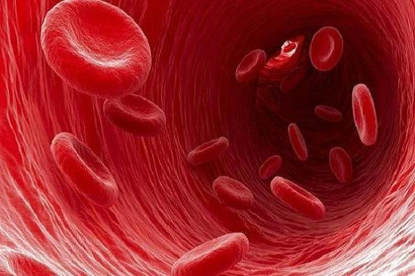 غذایی محلی برای پیشگیری از بروز آرتروز/ با این کوکو عضلات خود را تقویت کنید