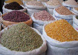 برداشت بیش از 11 هزار تن حبوبات از مزارع خراسان شمالی