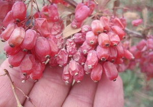خسارت سرما و یخبندان به محصول زرشک خراسان جنوبی