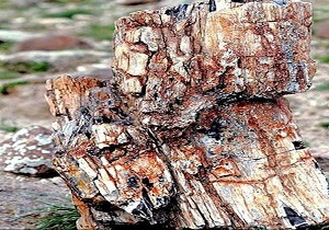 بقایای فسیلی درختان جنگلی «شیخ محمدلو» مشکین شهر ثبت ملی شد