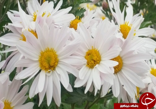 افتتاح دومین جشنواره استانی گل&zwnj;های داوودی در لرستان+تصاویر