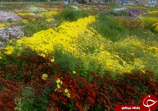 افتتاح دومین جشنواره استانی گل&zwnj;های داوودی در لرستان+تصاویر