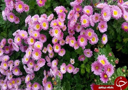 افتتاح دومین جشنواره استانی گل&zwnj;های داوودی در لرستان+تصاویر