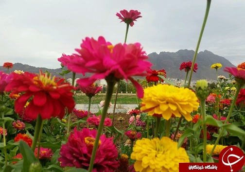 افتتاح دومین جشنواره استانی گل&zwnj;های داوودی در لرستان+تصاویر
