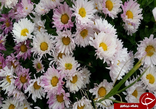 افتتاح دومین جشنواره استانی گل&zwnj;های داوودی در لرستان+تصاویر