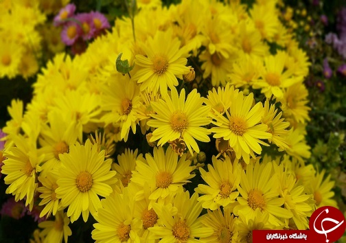 افتتاح دومین جشنواره استانی گل&zwnj;های داوودی در لرستان+تصاویر