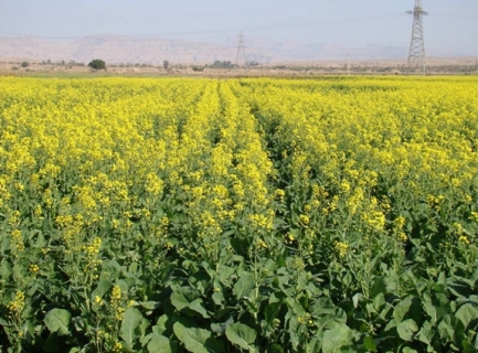 پرداخت تسهیلات به منظور کشت کلزا