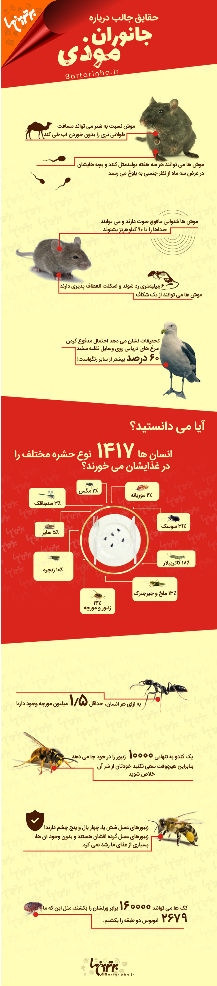 راز هایی درباره حیوانات موذی که نمی دانستید!+ اینفوگرافیک