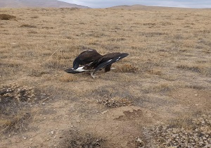 بازگشت یک قطعه سارگپه به طبیعت در تاکستان