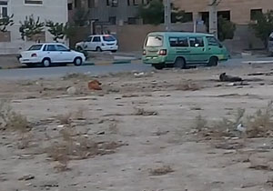 جولان آزادانه سگ‌های ولگرد در شهرک قائمیه + فیلم