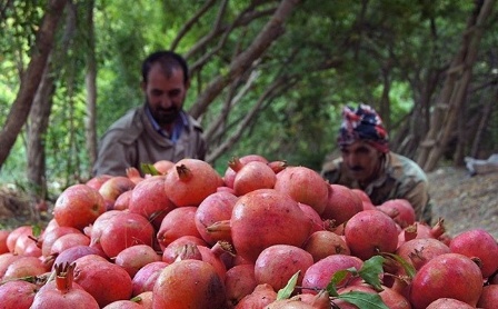 برداشت ۶ نوع انار در کویر  راور