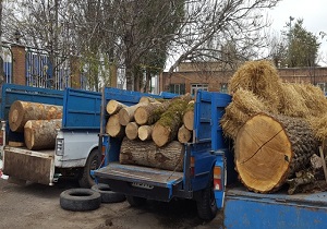 کشف بیش از 5 تن چوب آلات قاچاق جنگلی در اردبیل